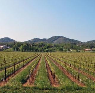 Slow Food e Ais Veneto insieme per Asolo Wine Tasting