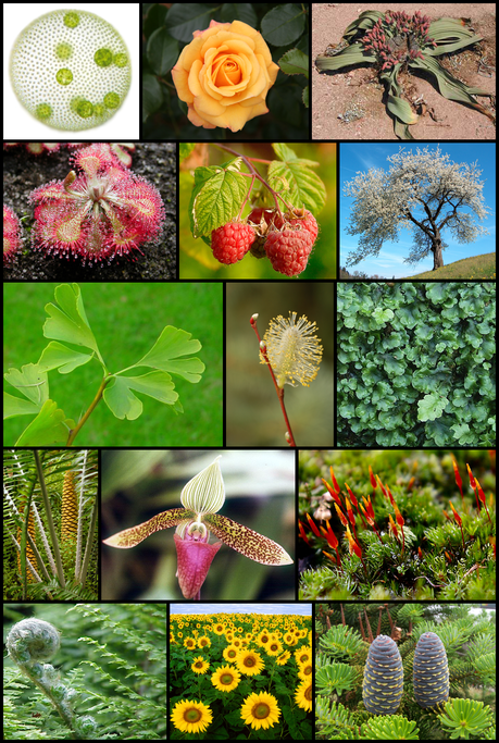 Che cos’è la biodiversità?