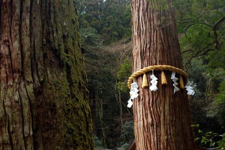 Una fune legata a un albero (shimenawa), indica la presenza di un kami