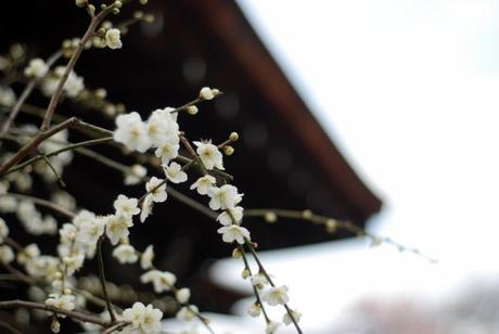 Fiori di albicocco al Tenryu-ji 