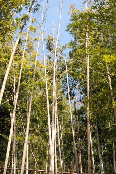 La foresta di bambù di Arashiyama (foto di Patrick Colgan, 2016)