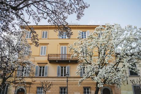 Lucca, magnolie in fiore, corso garibaldi 