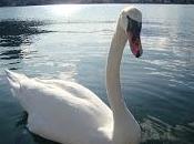 cigno scorre sangue