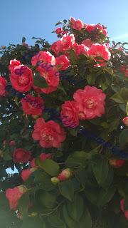 La bellezza della primavera...