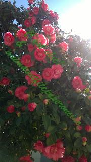 La bellezza della primavera...