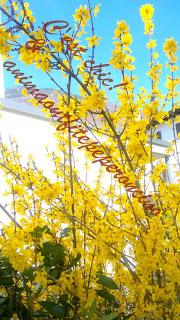 La bellezza della primavera...