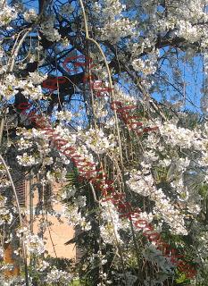 La bellezza della primavera...