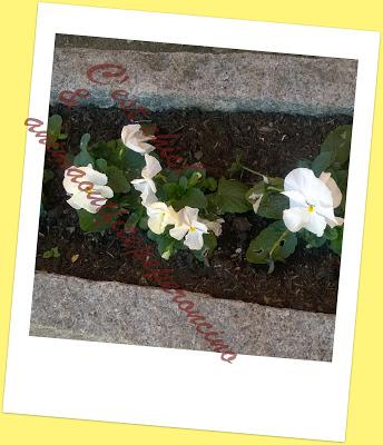 La bellezza della primavera...