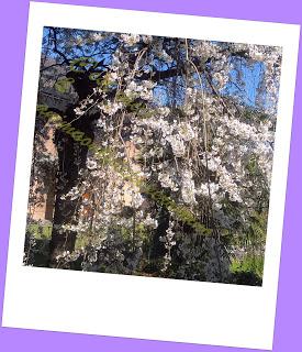 La bellezza della primavera...