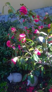 La bellezza della primavera...