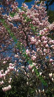 La bellezza della primavera...