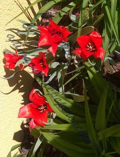 La bellezza della primavera...