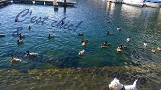 La bellezza della primavera...