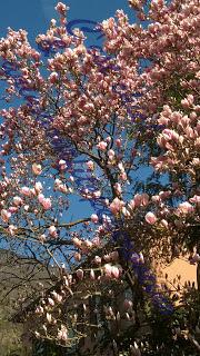 La bellezza della primavera...