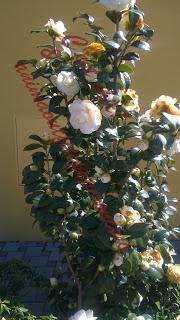 La bellezza della primavera...