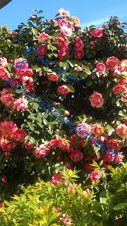 La bellezza della primavera...