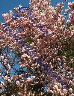 La bellezza della primavera...