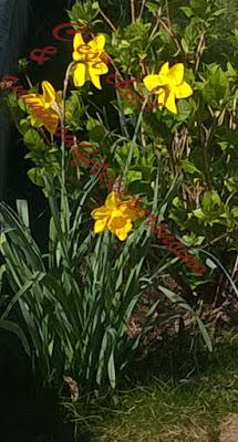 La bellezza della primavera...