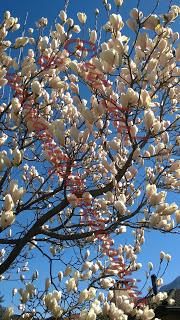 La bellezza della primavera...