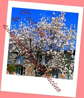 La bellezza della primavera...