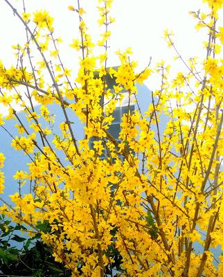 La bellezza della primavera...