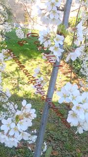La bellezza della primavera...