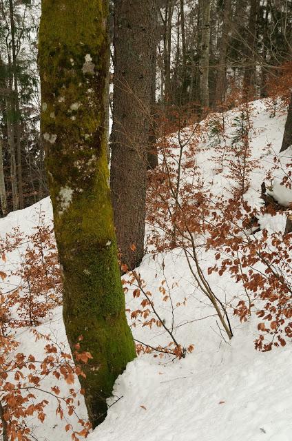 Nel bianco a malga Rauna