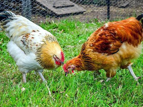 Il pollo per i polli arriverà dall’Ucraina, nei pressi di Černobyl’ Il pollo per i polli arriverà dall’Ucraina, nei pressi di Černobyl’