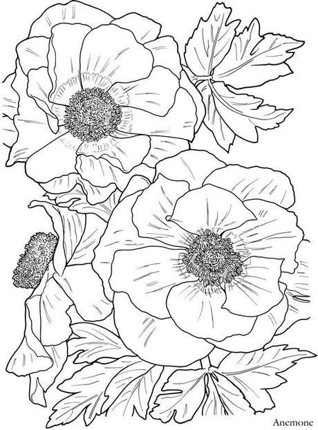 Pagine da colorare tema: “Fiori” 16d30fdf75b2c11f3c9e1cbb5eb10c82