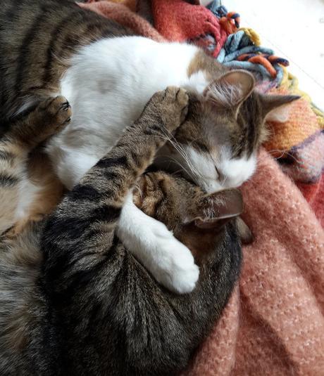 Animali, amici a quattro zampe brumykoko