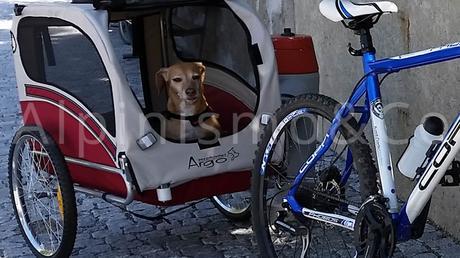 Carrello cane mountain bike 08-viaggiare-cane-mountain-bike
