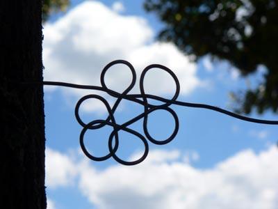 Filo spinato fiorito / Flowering barbed wire