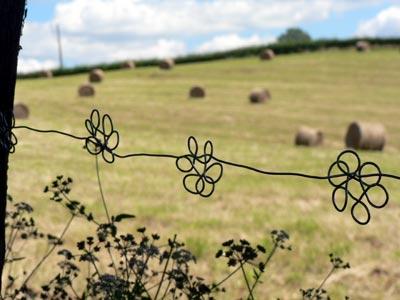 Filo spinato fiorito / Flowering barbed wire