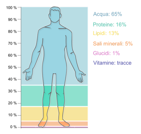 Human body concentrations