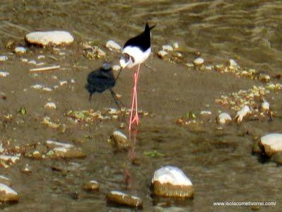 Il cavaliere d'Italia (Himantopus himantopus), a Dolceacqua