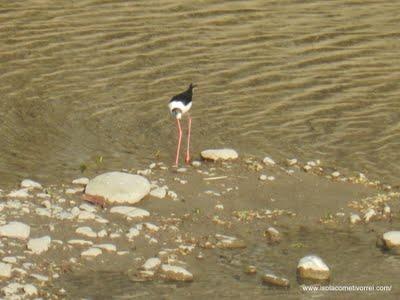 Il cavaliere d'Italia (Himantopus himantopus), a Dolceacqua