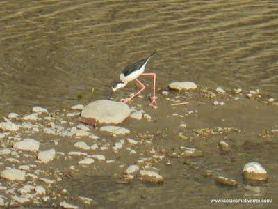 Il cavaliere d'Italia (Himantopus himantopus), a Dolceacqua