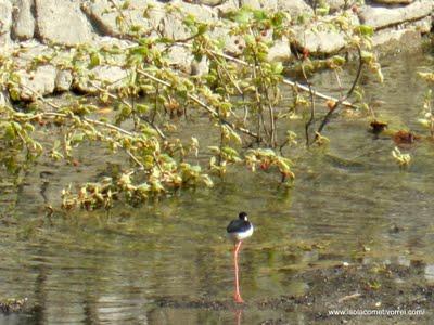 Il cavaliere d'Italia (Himantopus himantopus), a Dolceacqua