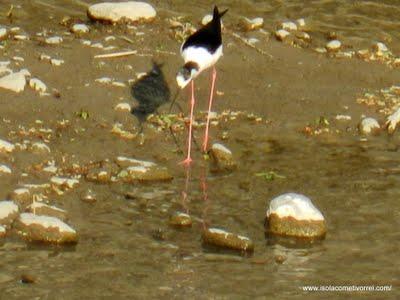 Il cavaliere d'Italia (Himantopus himantopus), a Dolceacqua