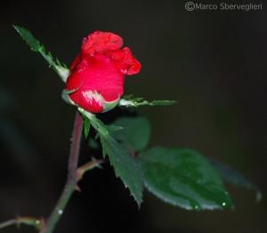 red_rose_blog