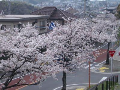 Anche quest'anno volano le colombe e fioriscono i sakura