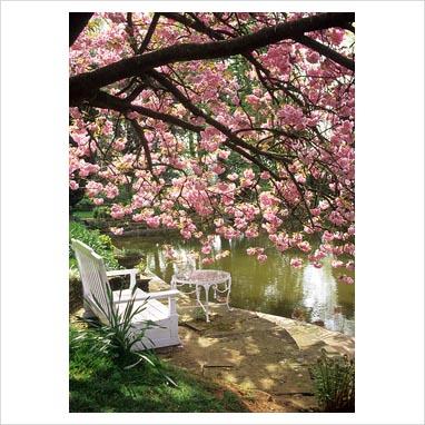 Grandi alberi per piccoli giardini: i ciliegi da fiore.