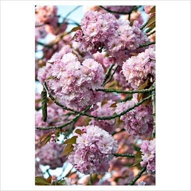 Grandi alberi per piccoli giardini: i ciliegi da fiore.