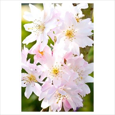 Grandi alberi per piccoli giardini: i ciliegi da fiore.