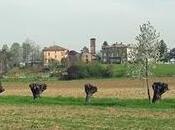 Cabriolo, deforestata guadagna visibilità