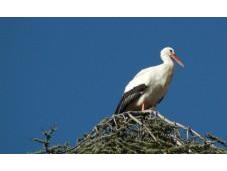 Fiera Internazionale Birdwatching Turismo Naturalistico
