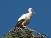 Fiera Internazionale Birdwatching Turismo Naturalistico