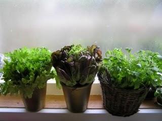 Sostegno al vostro sistema immunitario contro le radiazioni, quest’anno tenete le piante in casa