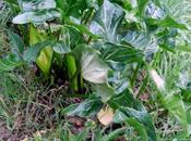 Gigari "Arum Italicum" giganti.