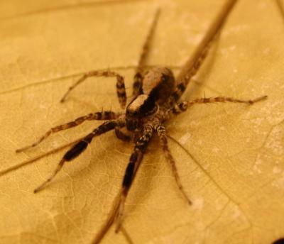 Se Arachne digiuna, i maschi mangino o saran mangiati!